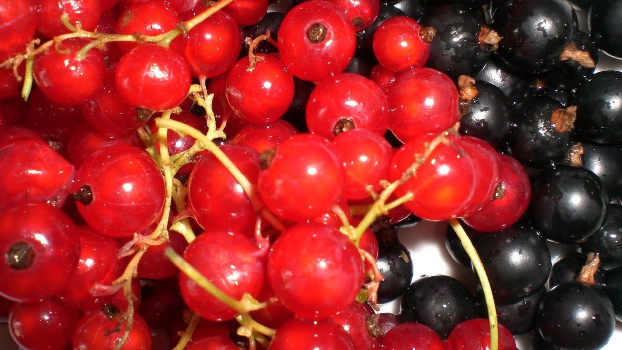 Вишня смородина