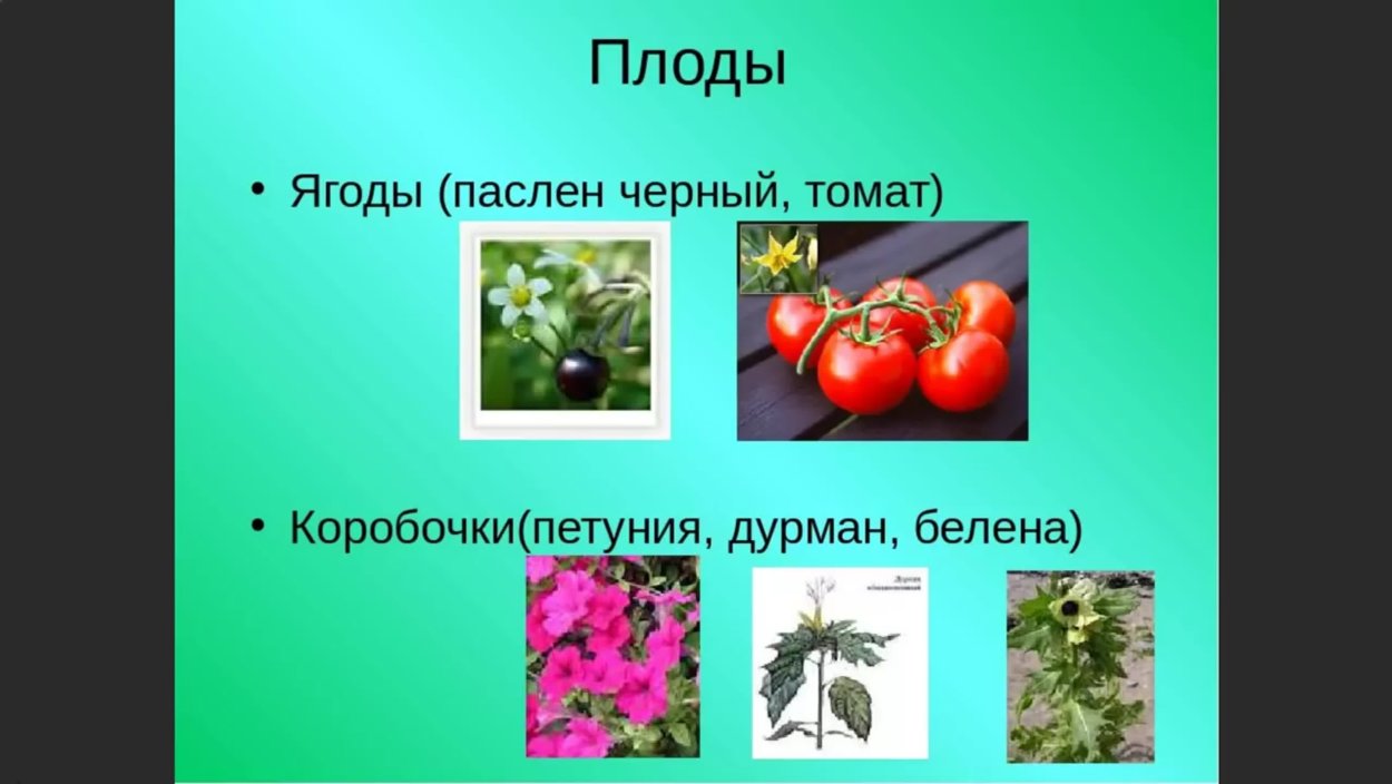 Схема обработки овощей баклажан