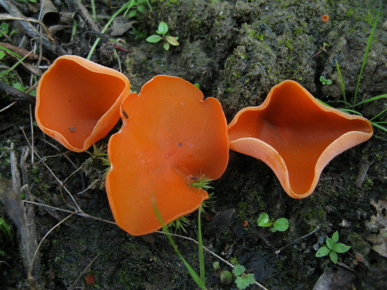 Оранжевая пецица (алеврия оранжевая