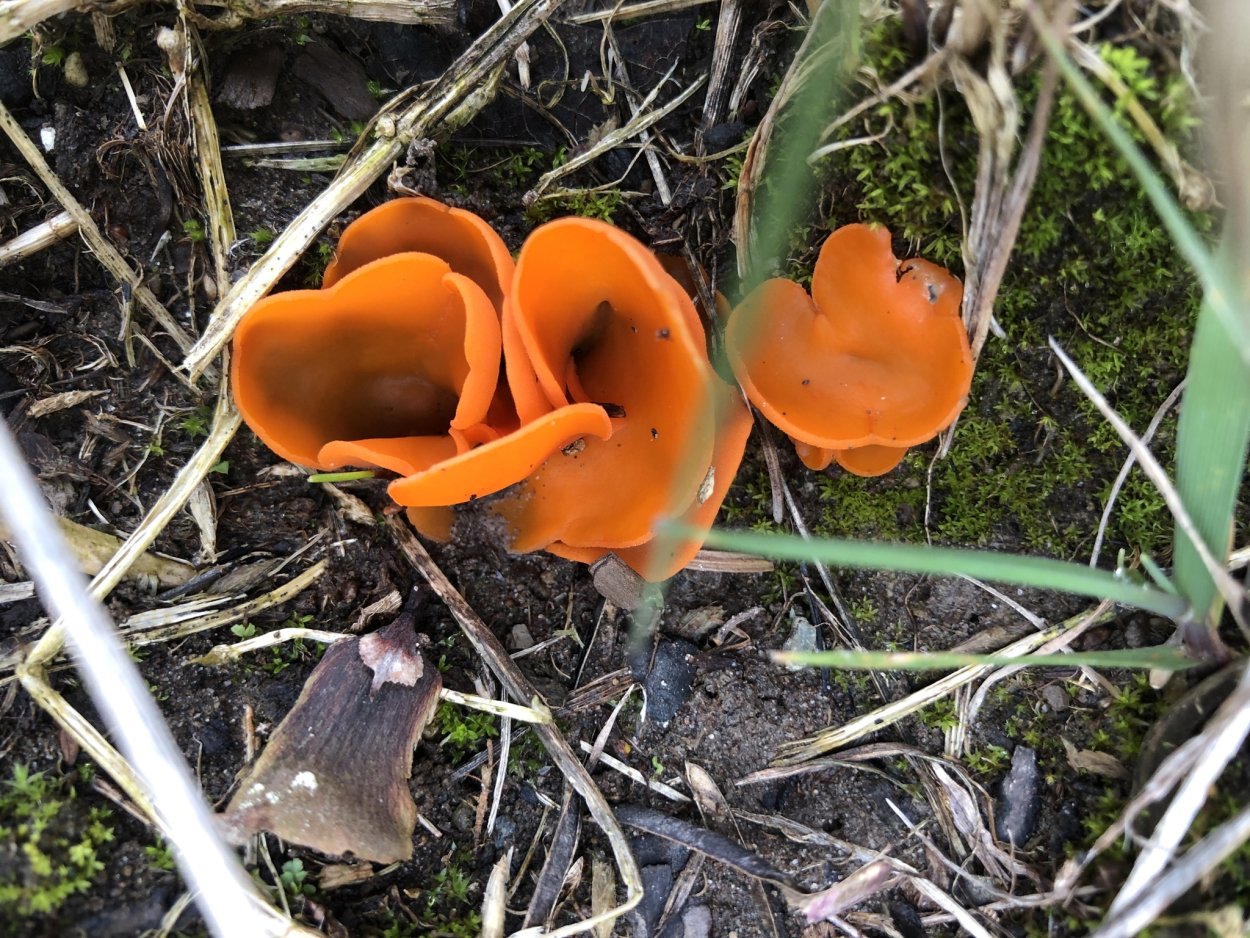 Оранжевая пецица (алеврия оранжевая