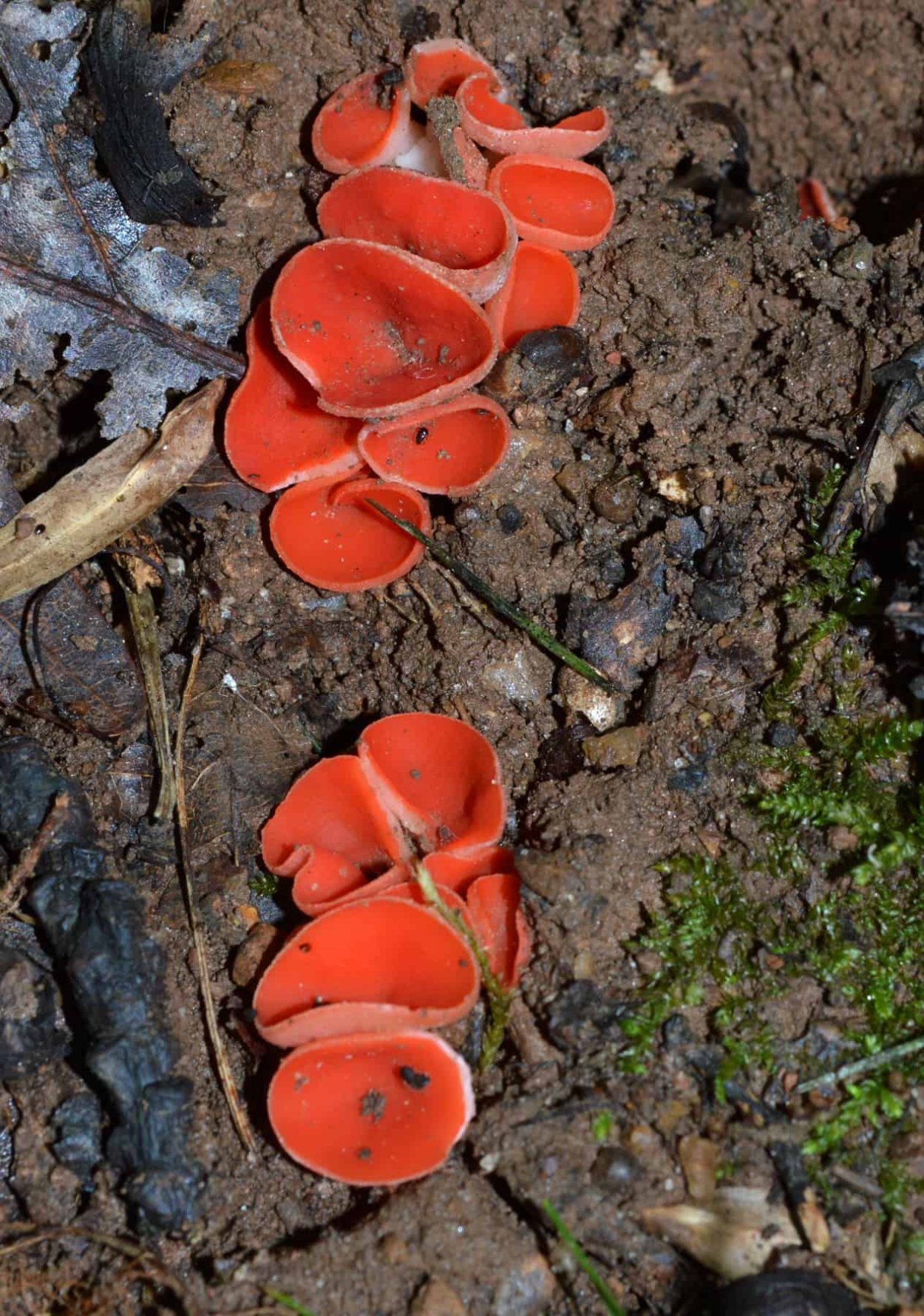 Алеврия оранжевая грибы