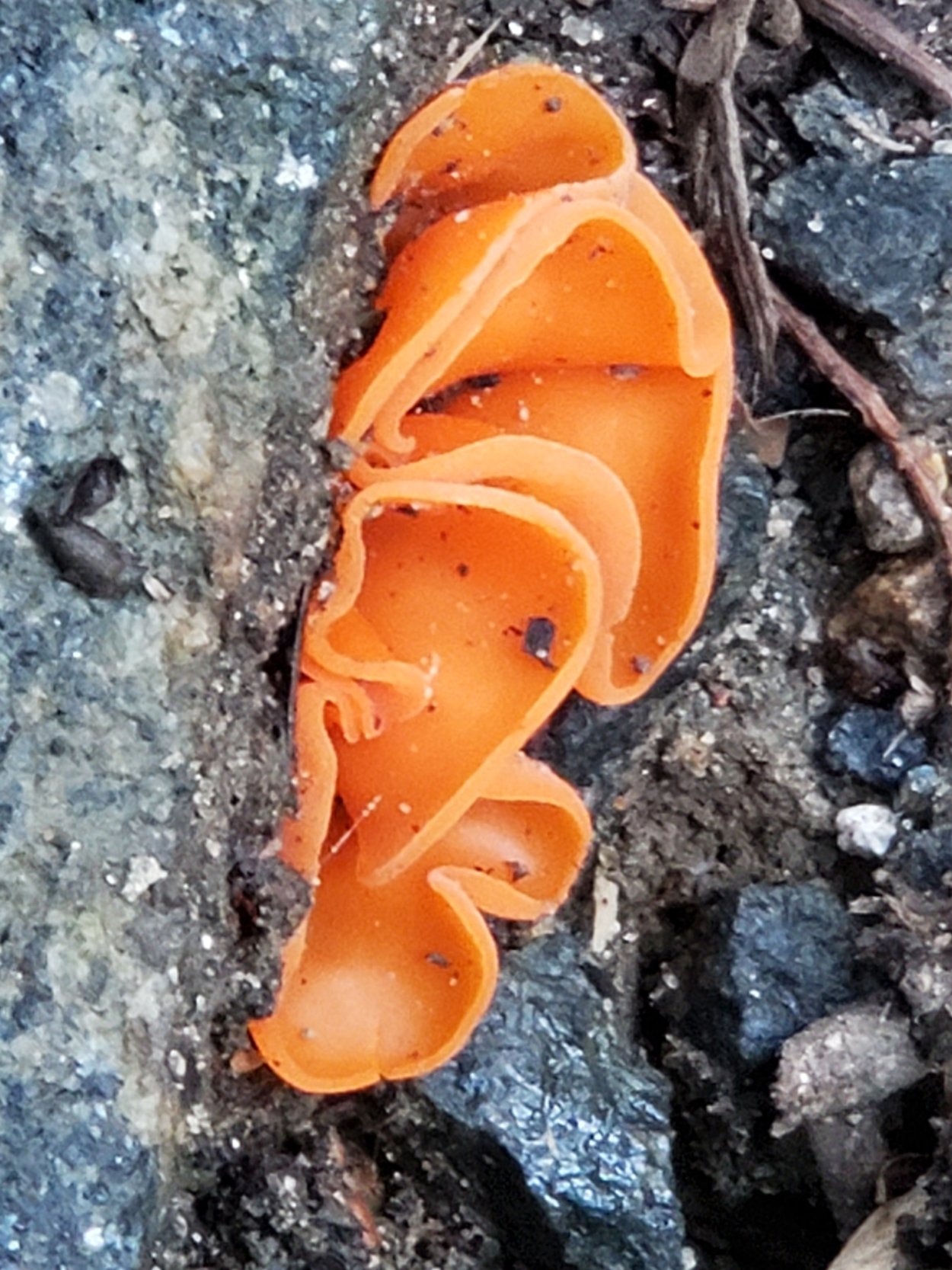 Оранж грибы