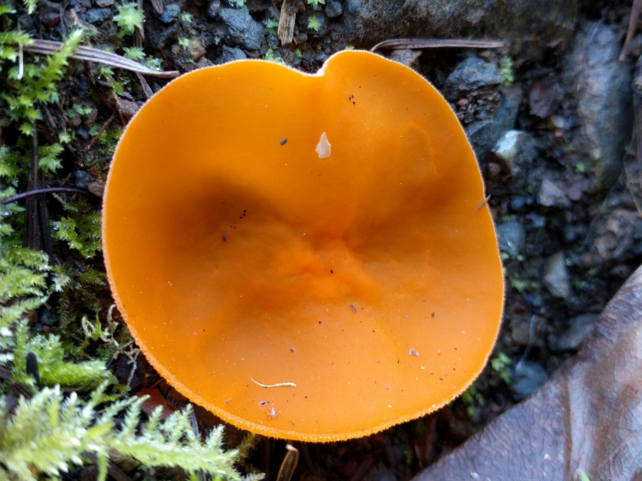 Алеврия оранжевая грибы