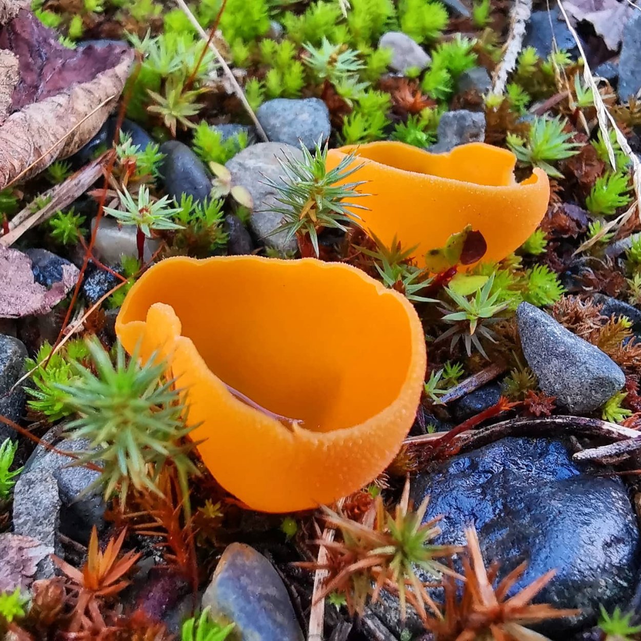 Оранжевая пецица (алеврия оранжевая