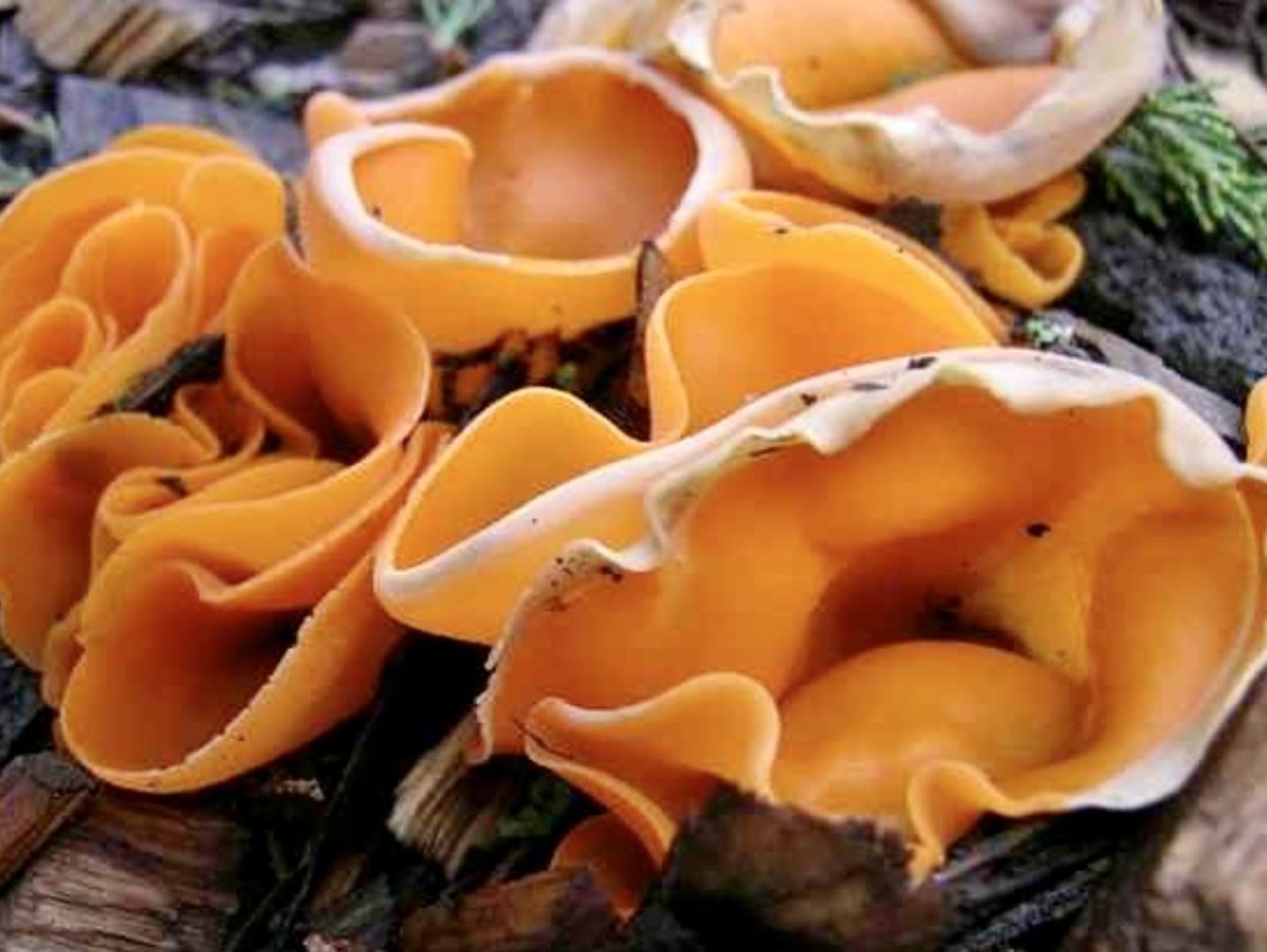Алеврия оранжевая грибы алеврия