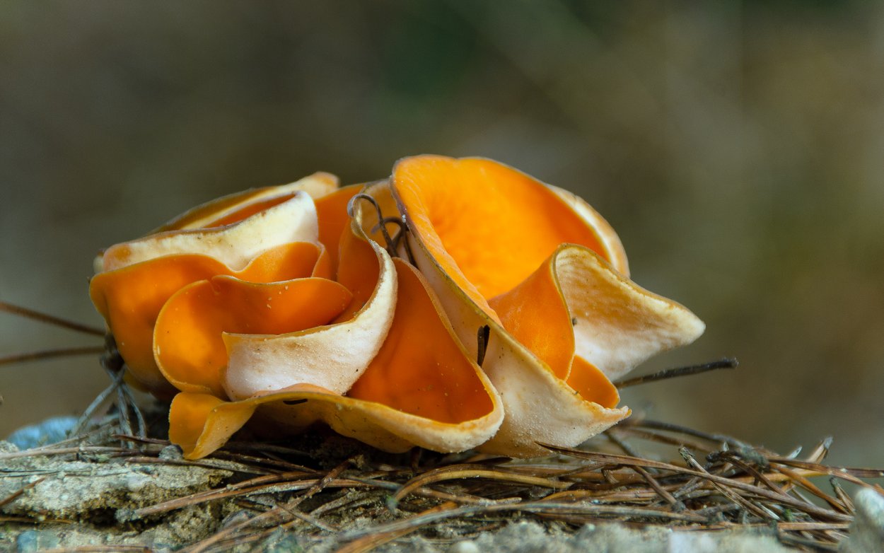 Алеврия оранжевая грибы съедобные