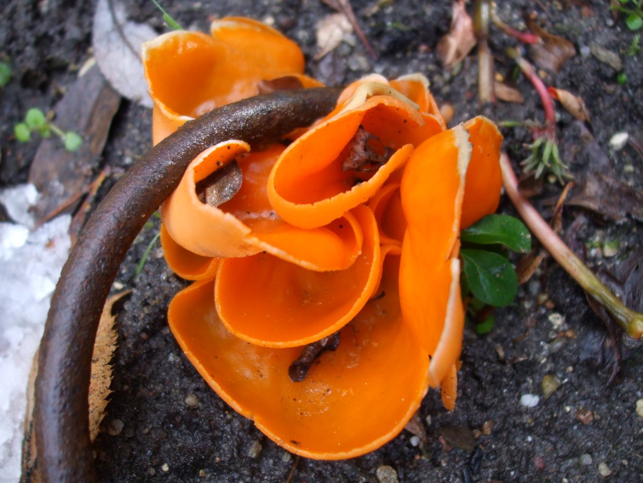 Аврелия оранжевый гриб в лесу