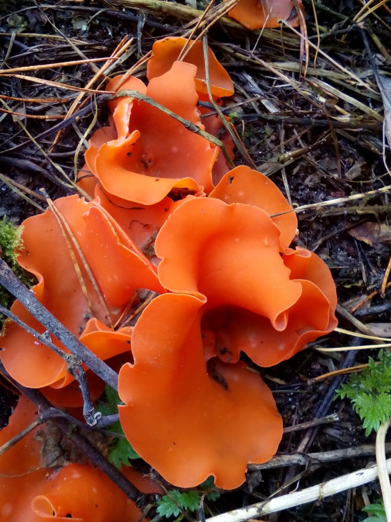 Алеврия оранжевая грибы