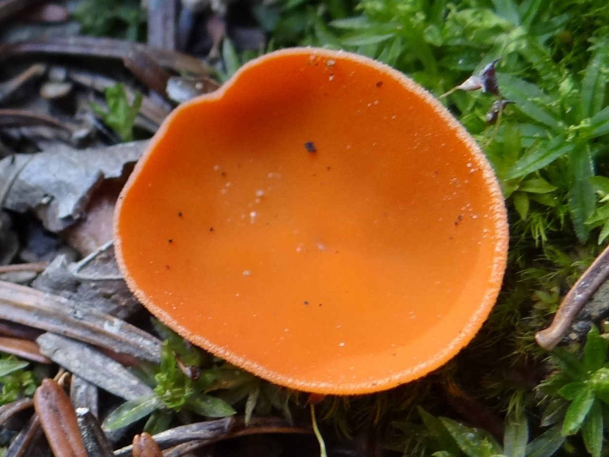 Алеврия оранжевая грибы съедобные