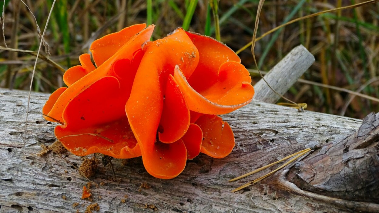 Необычные грибы алеврия оранжевая