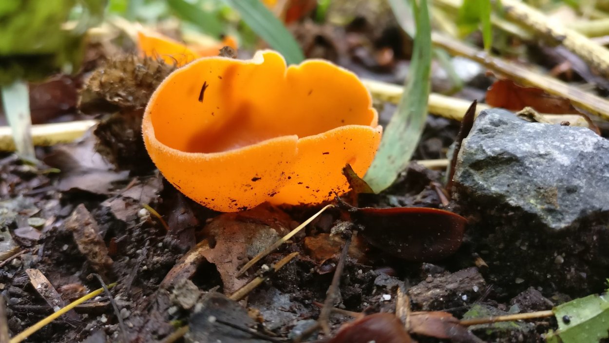 Алеврия грибы ядовитая