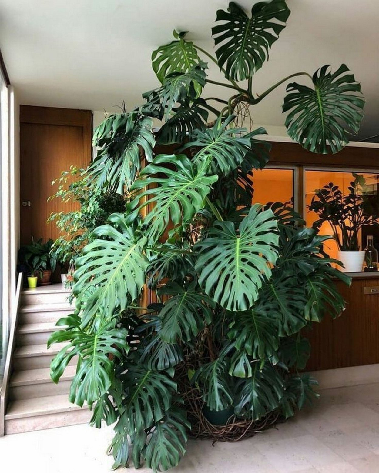 Monstera красная бархатная