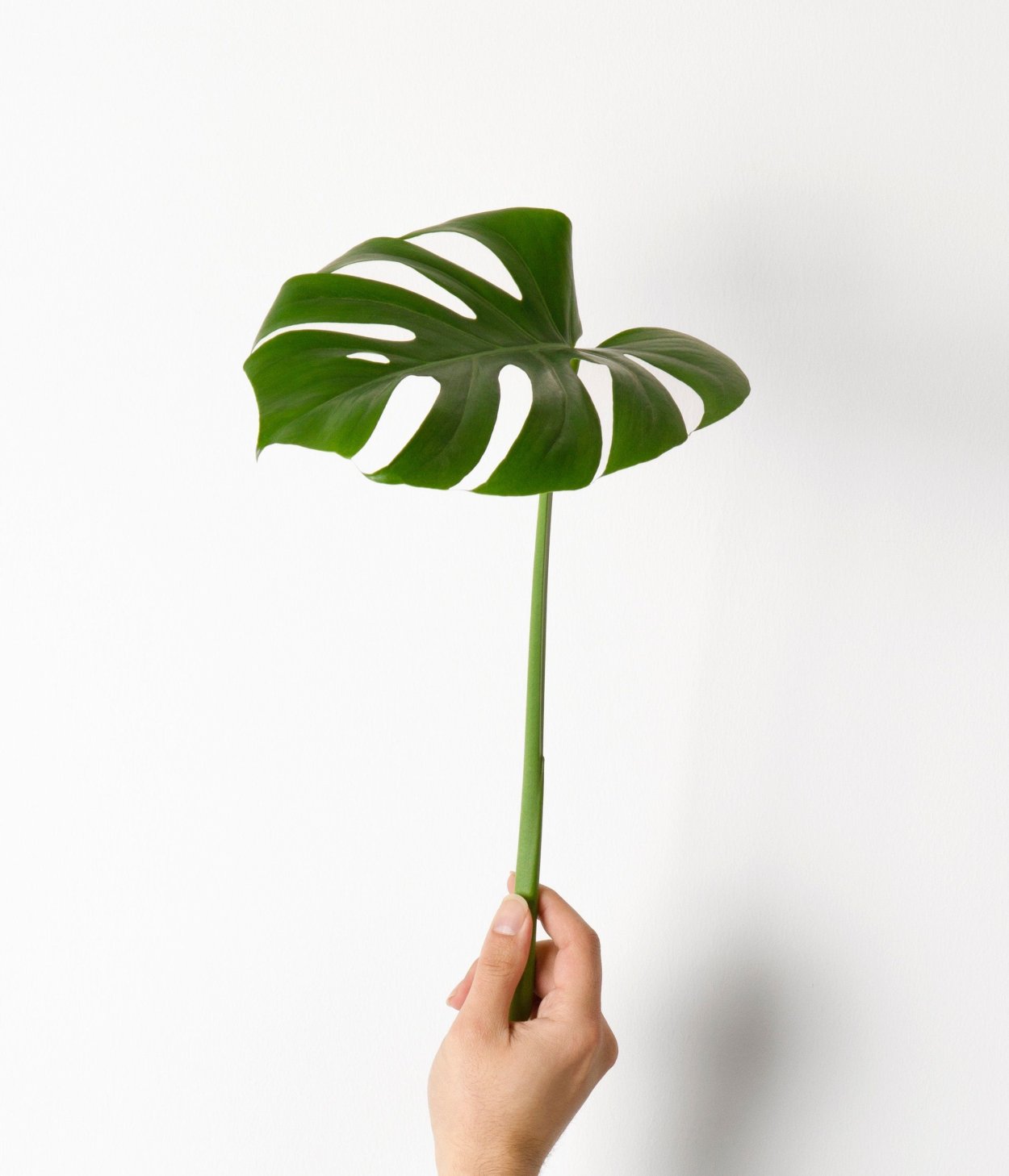 Зеленые листья на белом фоне