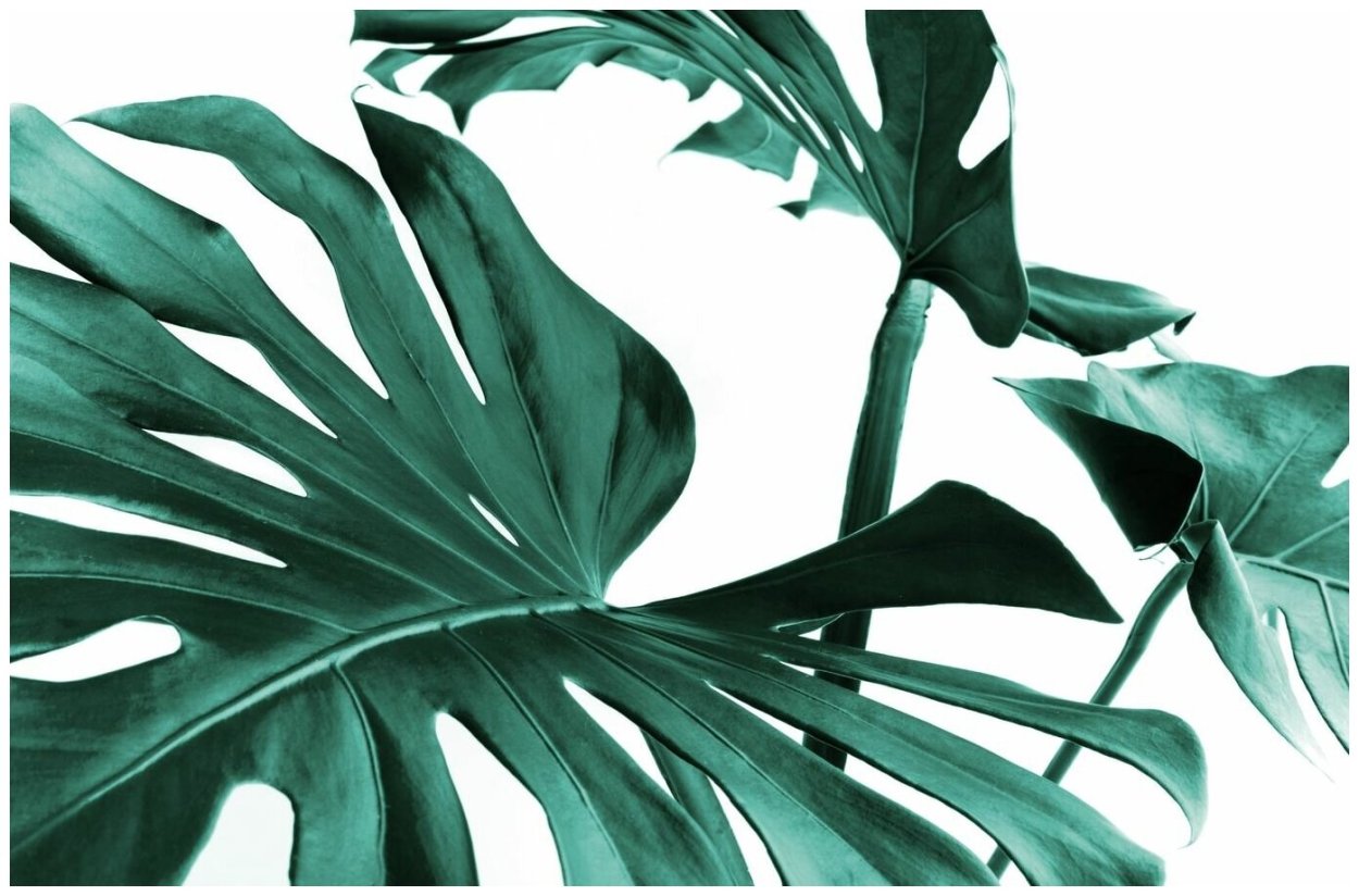 Monstera Leaf на белом фоне