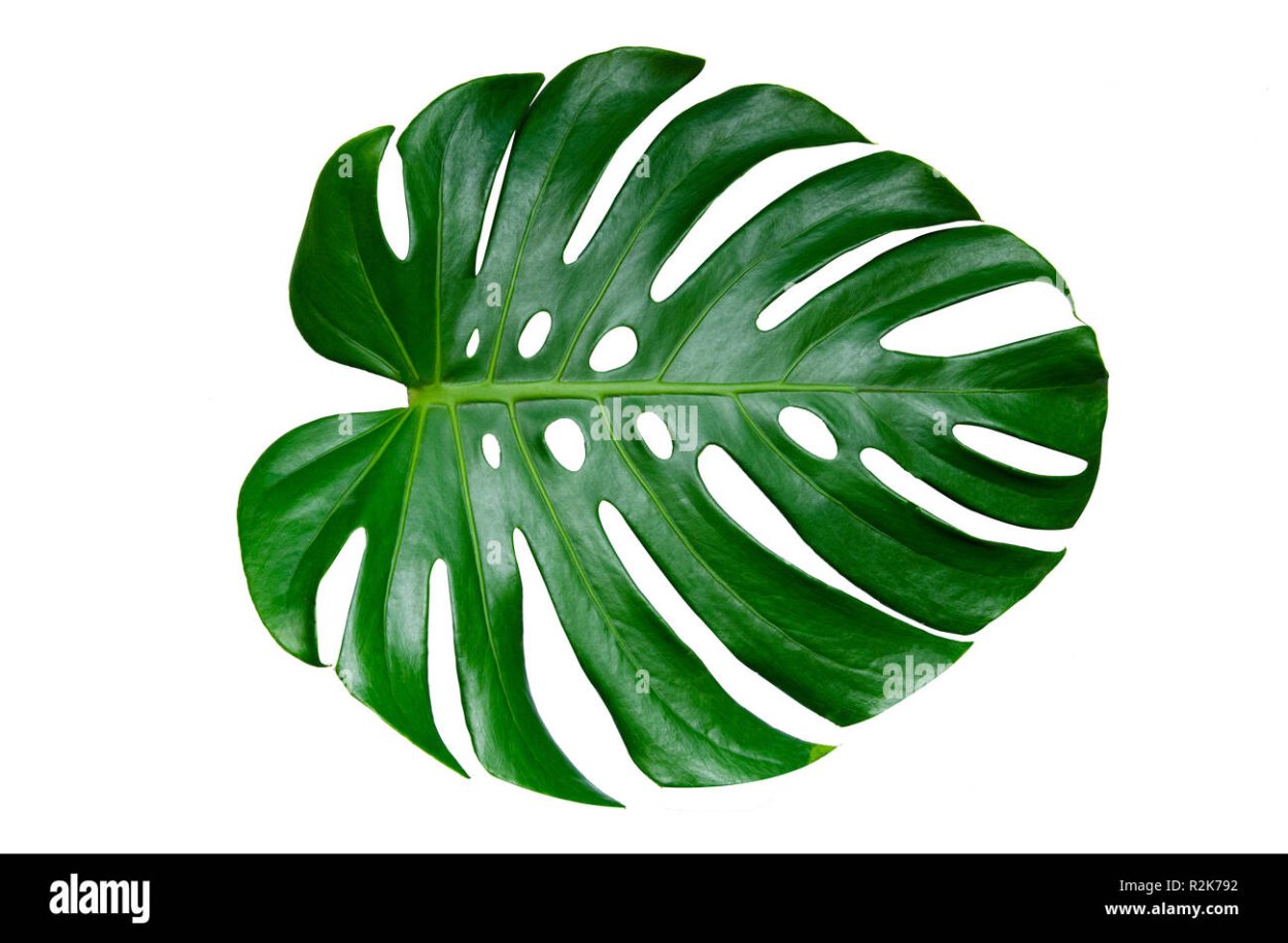 Монстера акварель