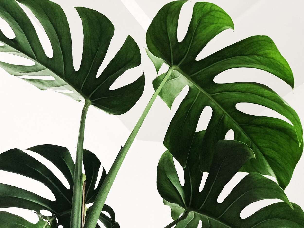 Монстера Делициоза (Monstera deliciosa)