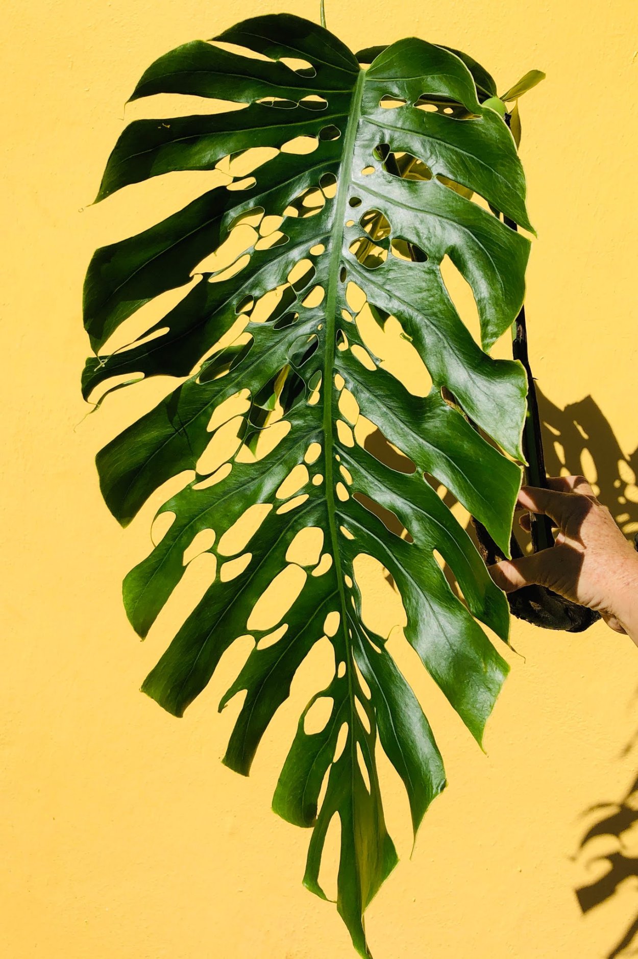 Акварельные листья пальмы