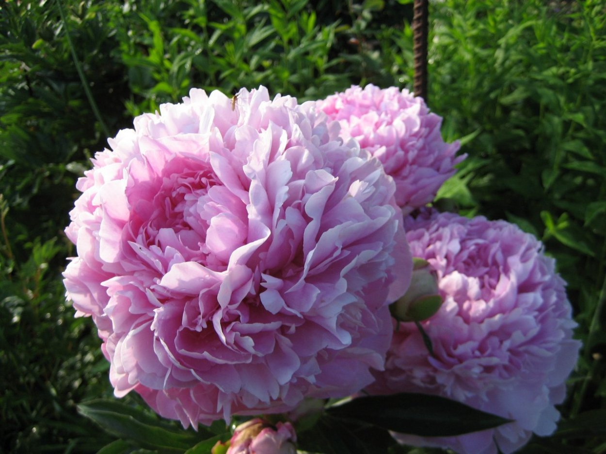 Пион травянистый Варенька