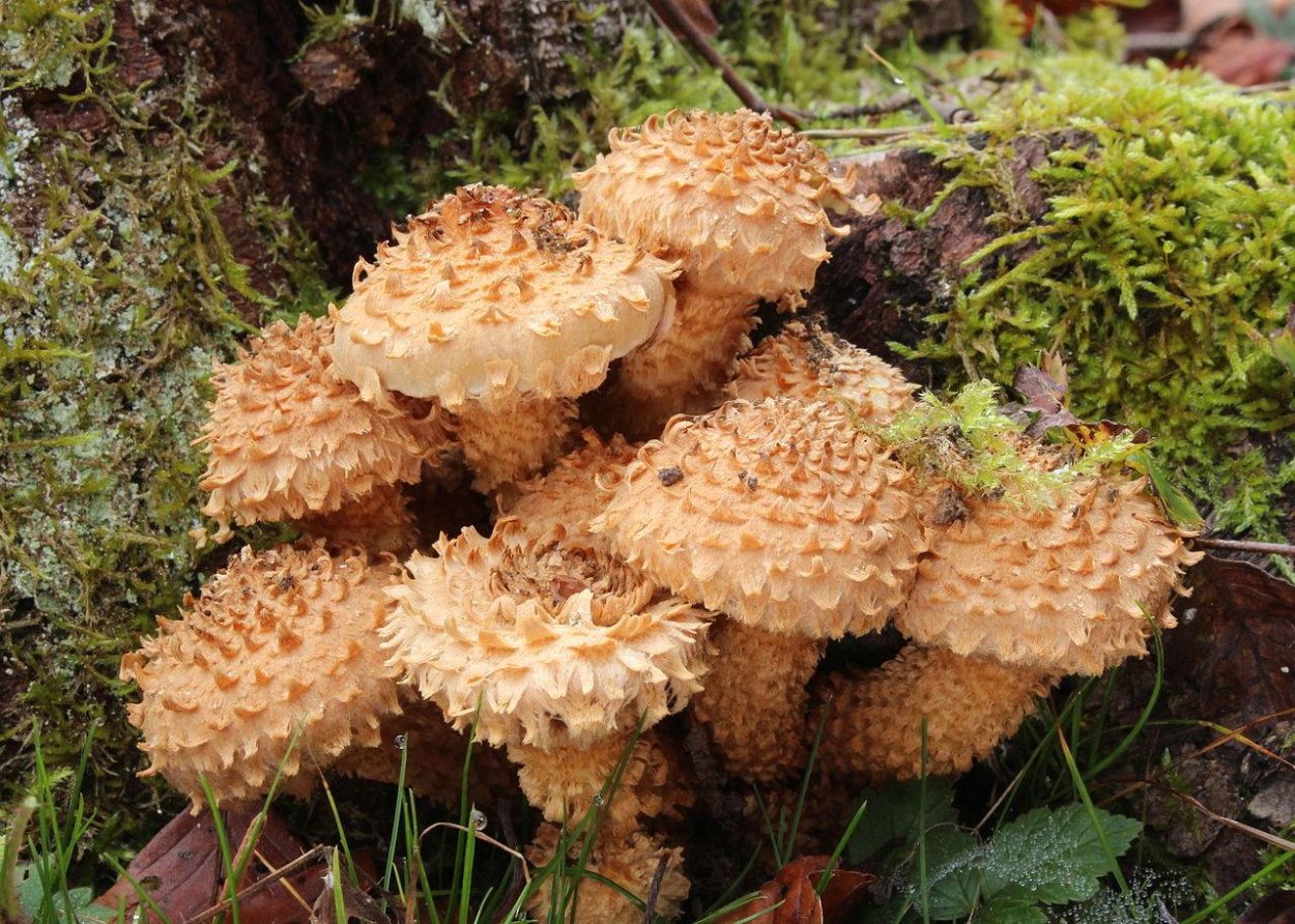 Чешуйчатка золотистая (Pholiota aurivella)