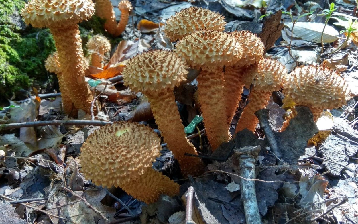 Чешуйчатка золотистая (Pholiota aurivella)