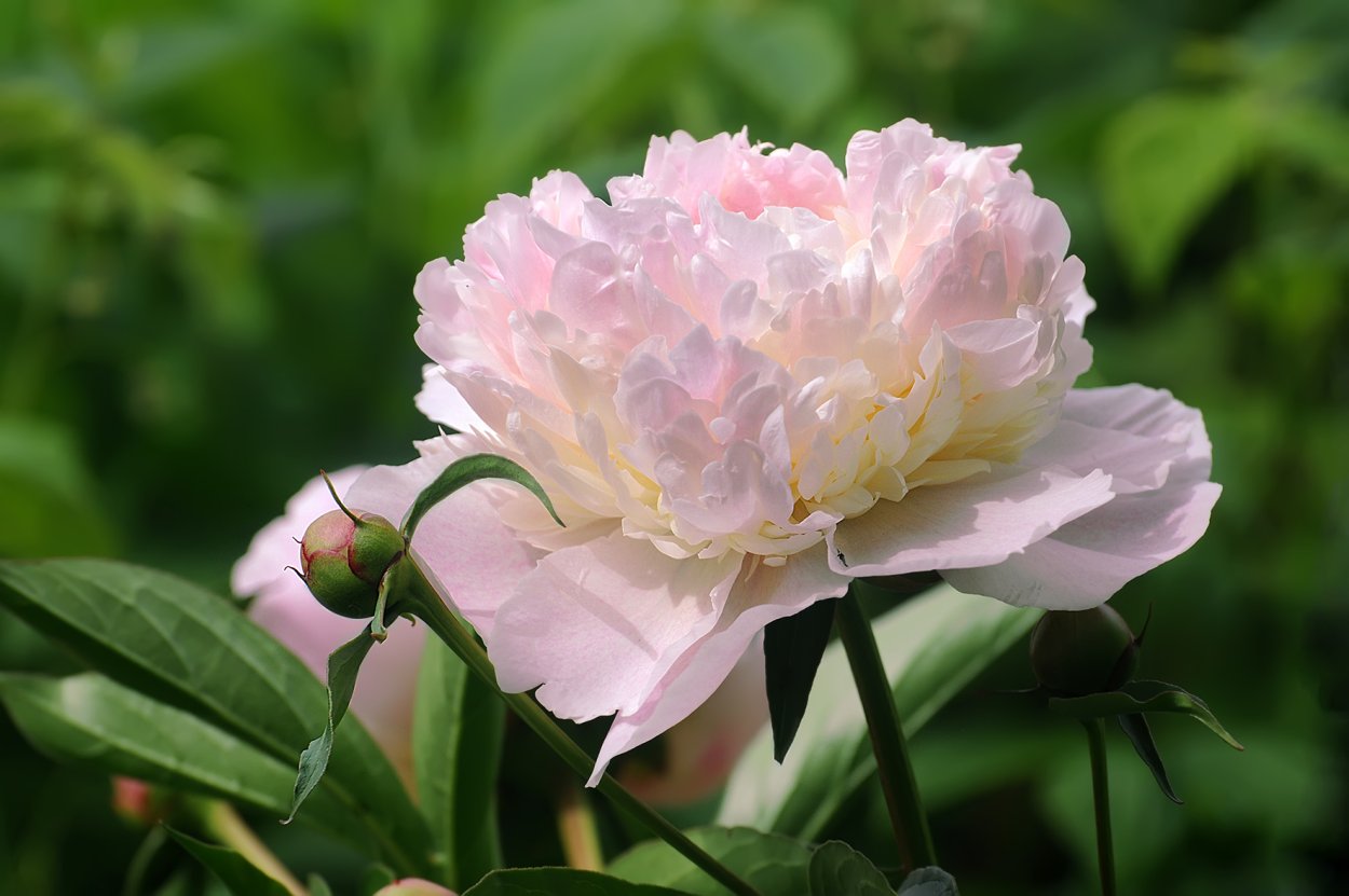 Пион Сплендид Корнелия