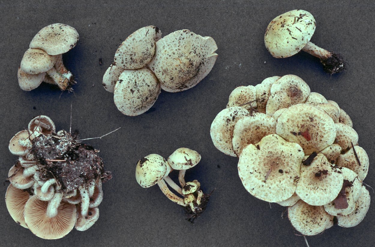 Чешуйчатка