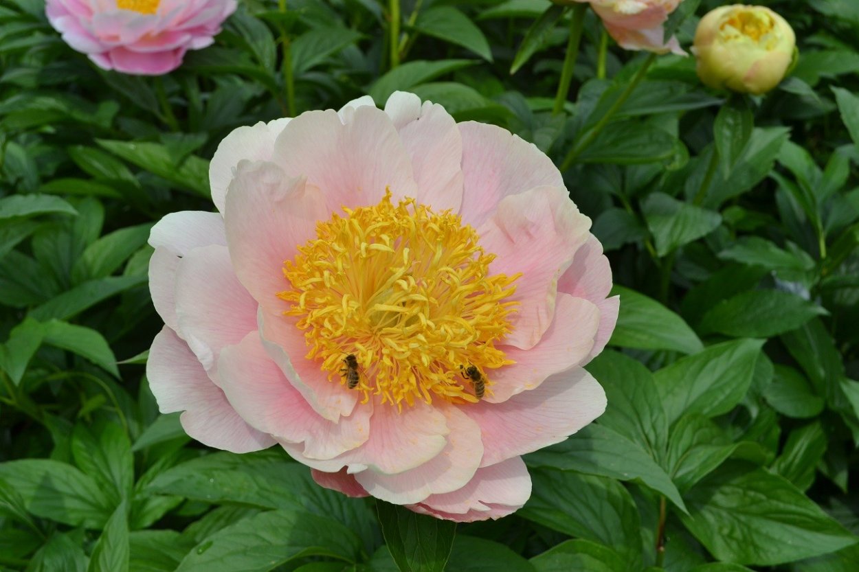 Пион Lora Miely 2007