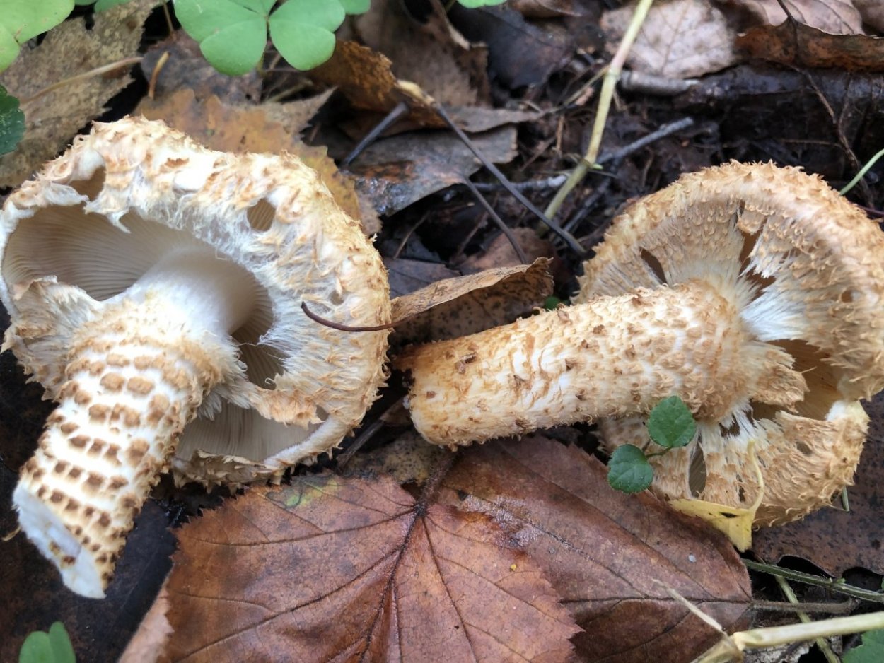 Чешуйчатка Боровая гриб