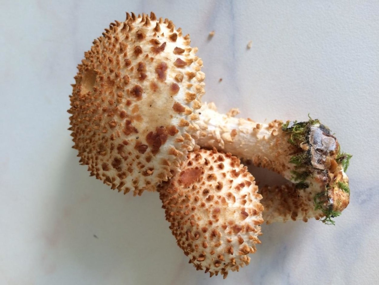 Чешуйчатка углелюбивая