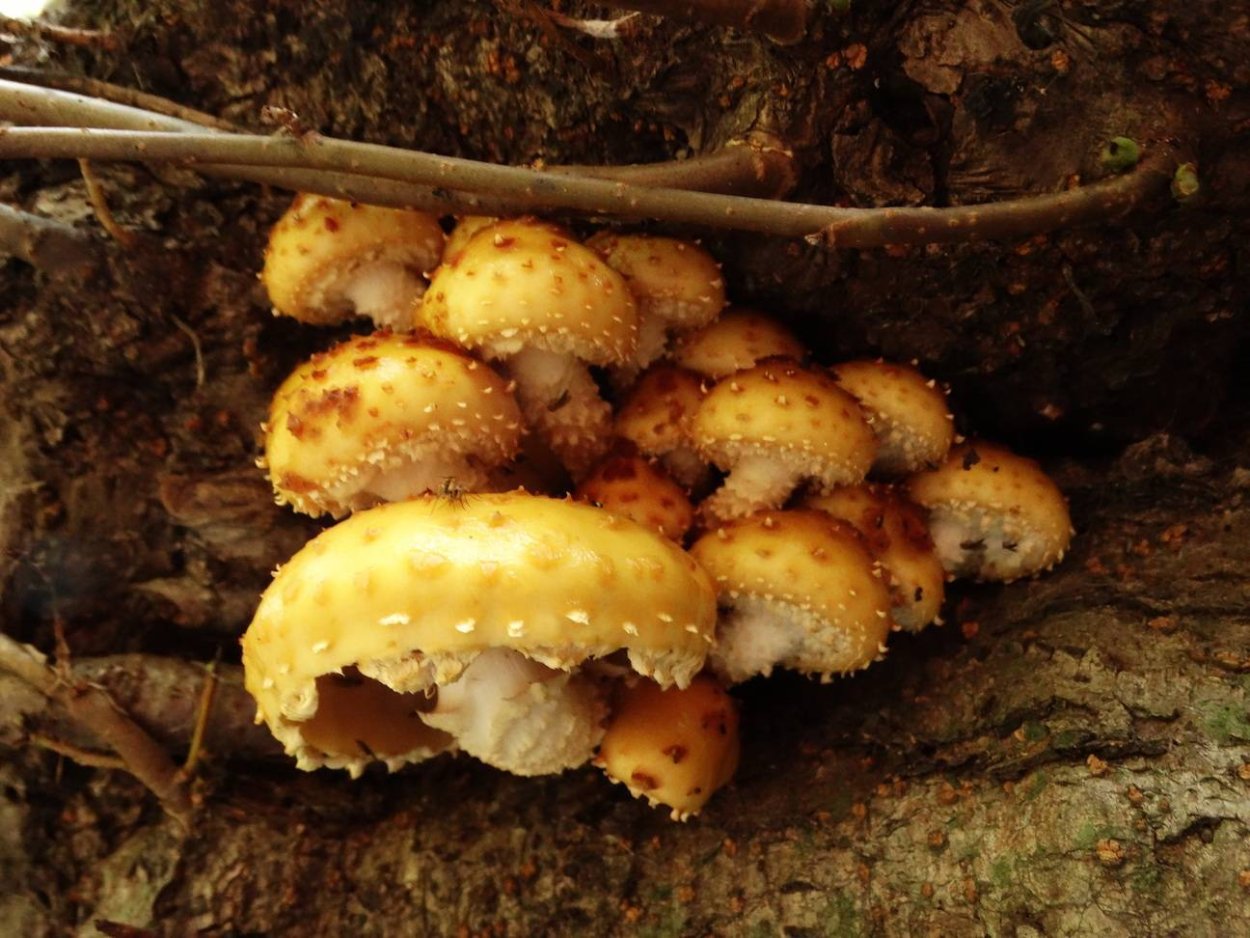 Чешуйчатка золотистая взрослая