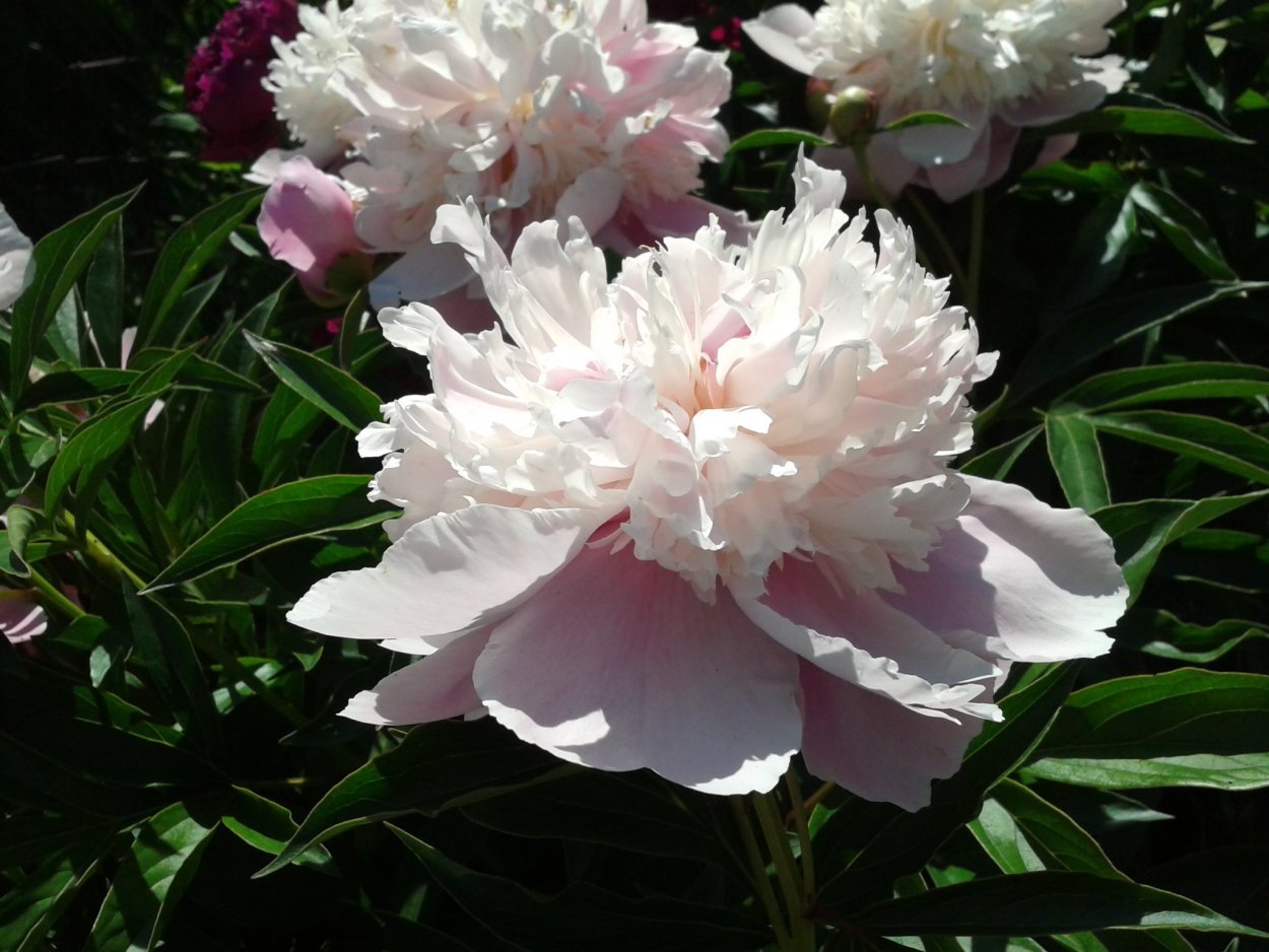 Пион Амалия Олсон