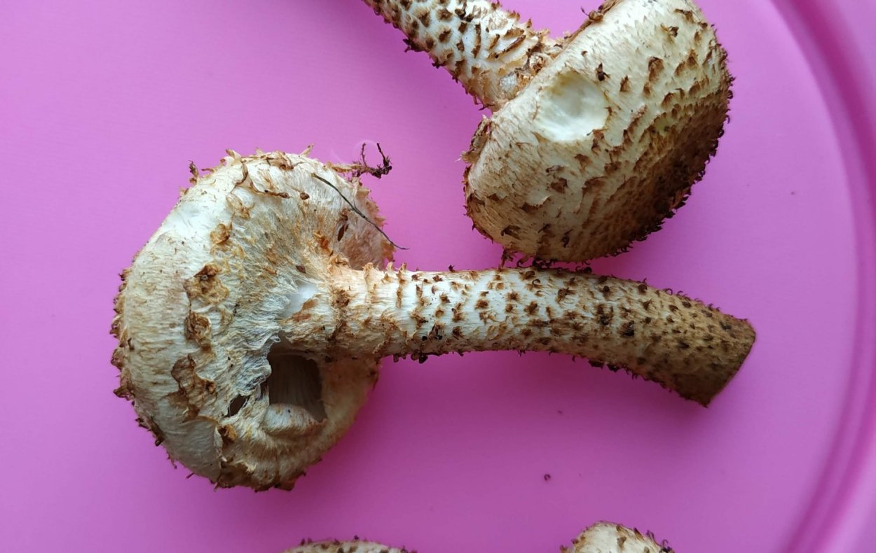 Чешуйчатка обыкновенная съедобная