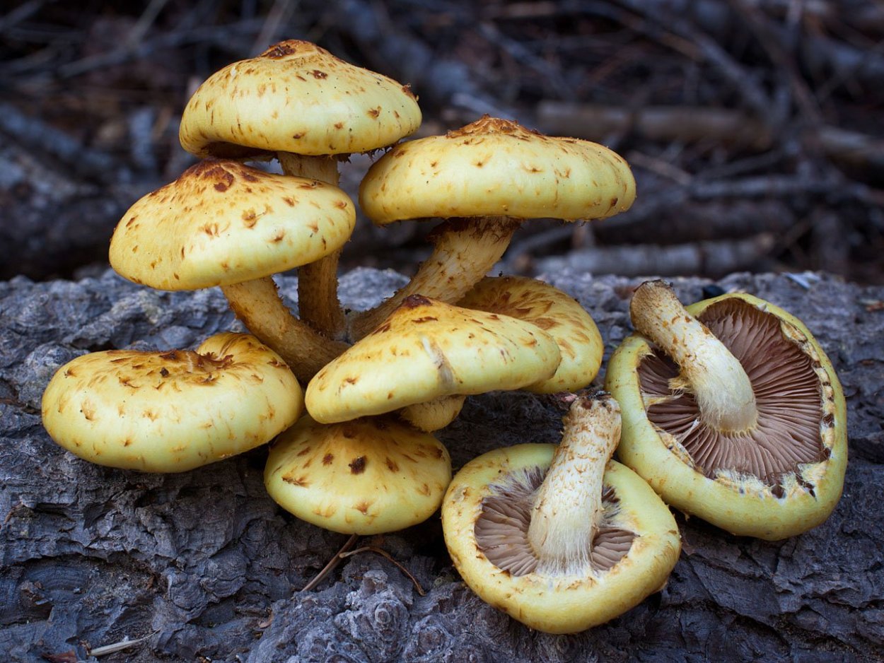 Чешуйчатка золотистая (Pholiota aurivella)
