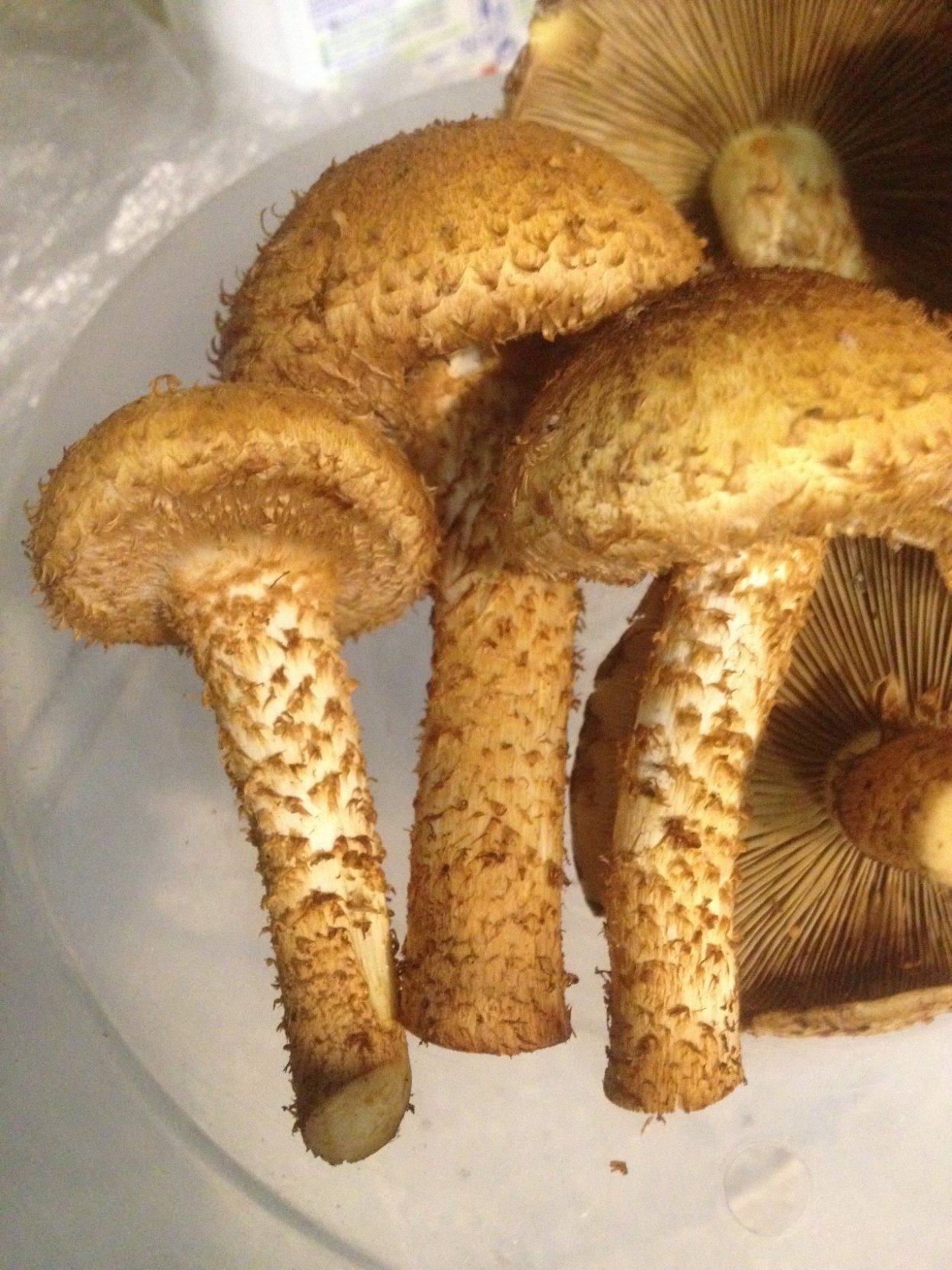 Чешуйчатка обыкновенная опята