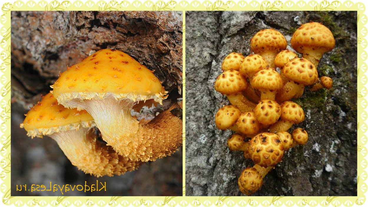 Чешуйчатка золотистая съедобная