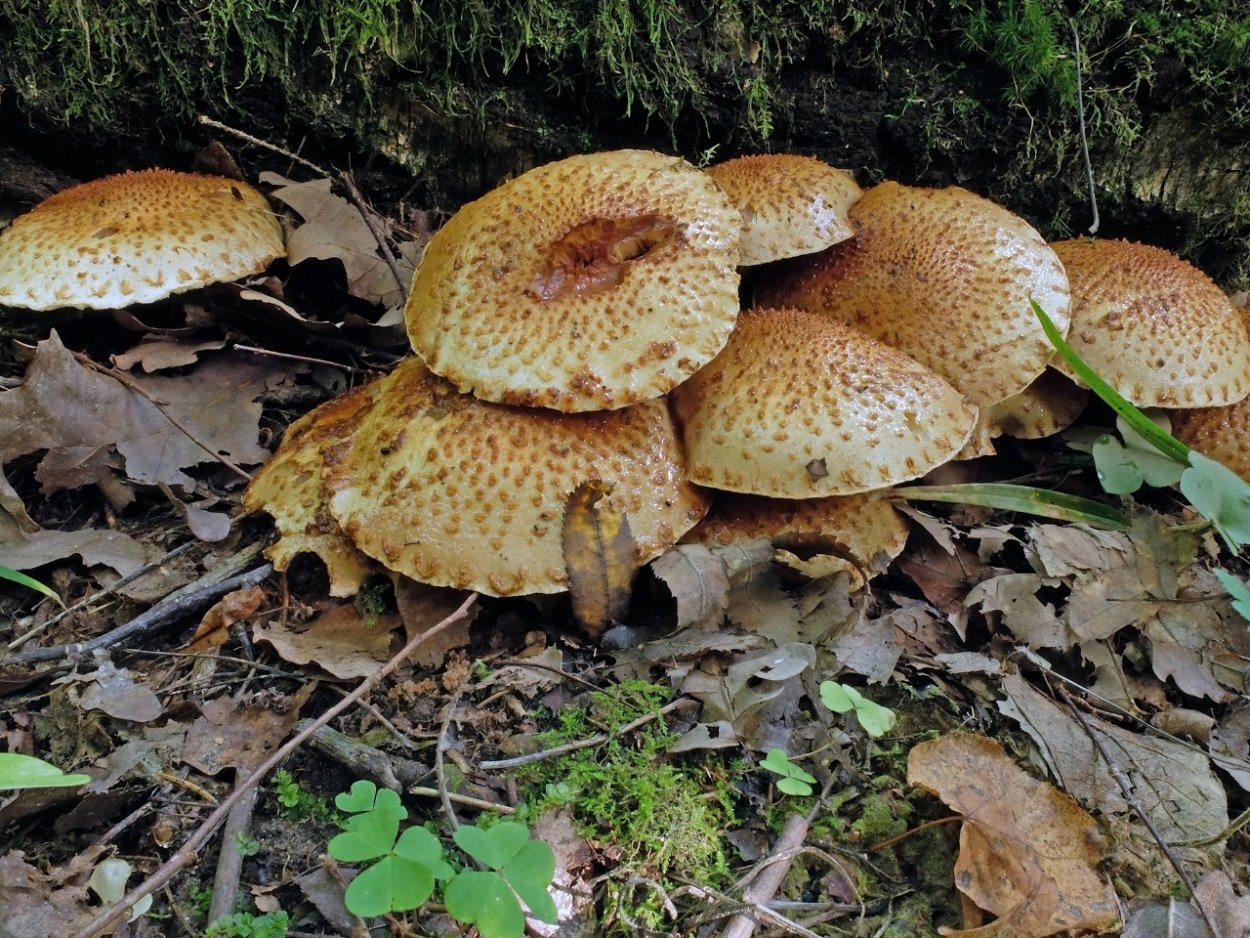 Чешуйчатка золотистая съедобная