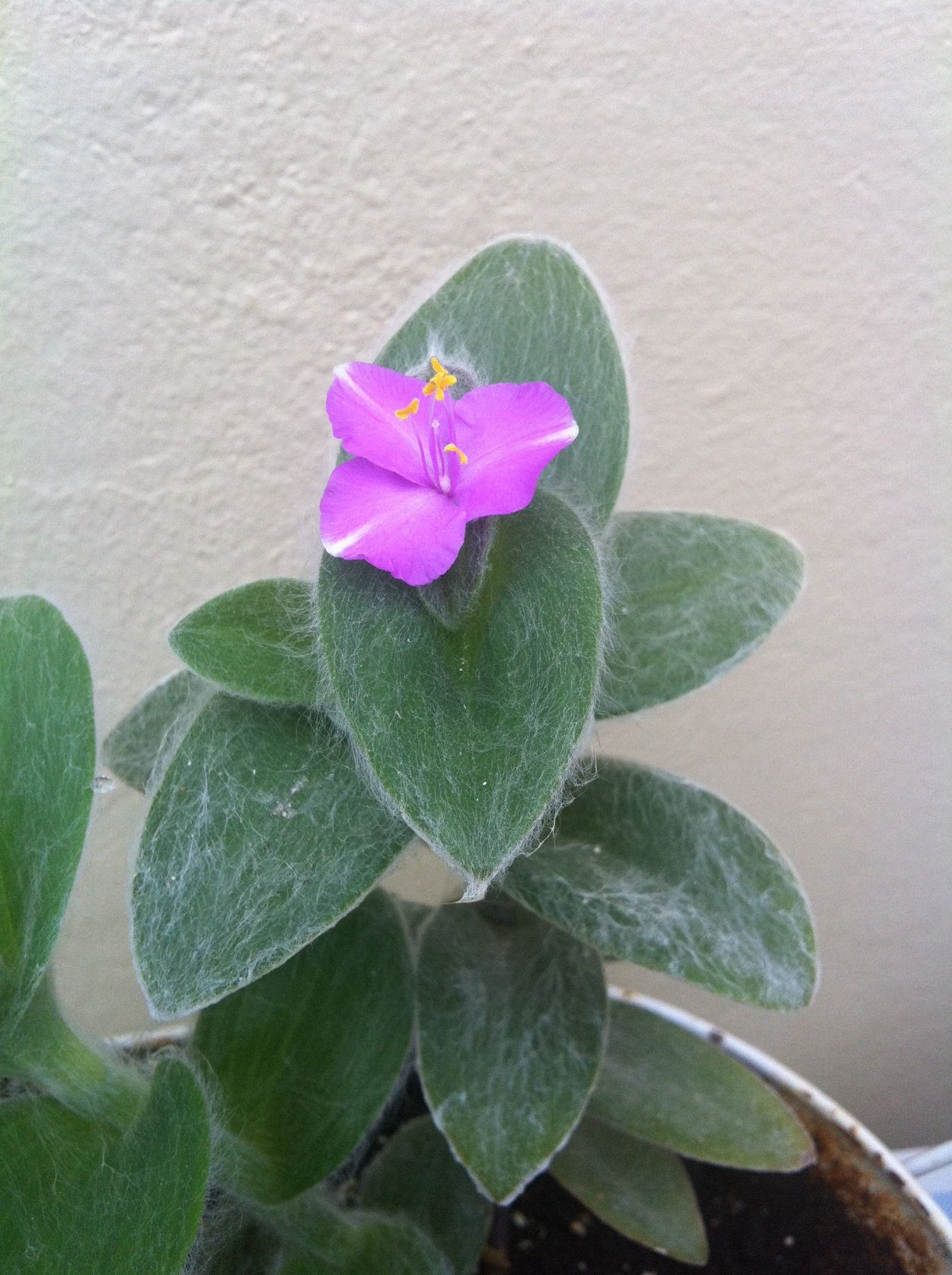 Традесканция силламонтана вельвет Хилл