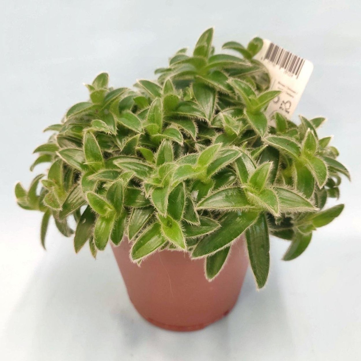 Традесканция Лилак