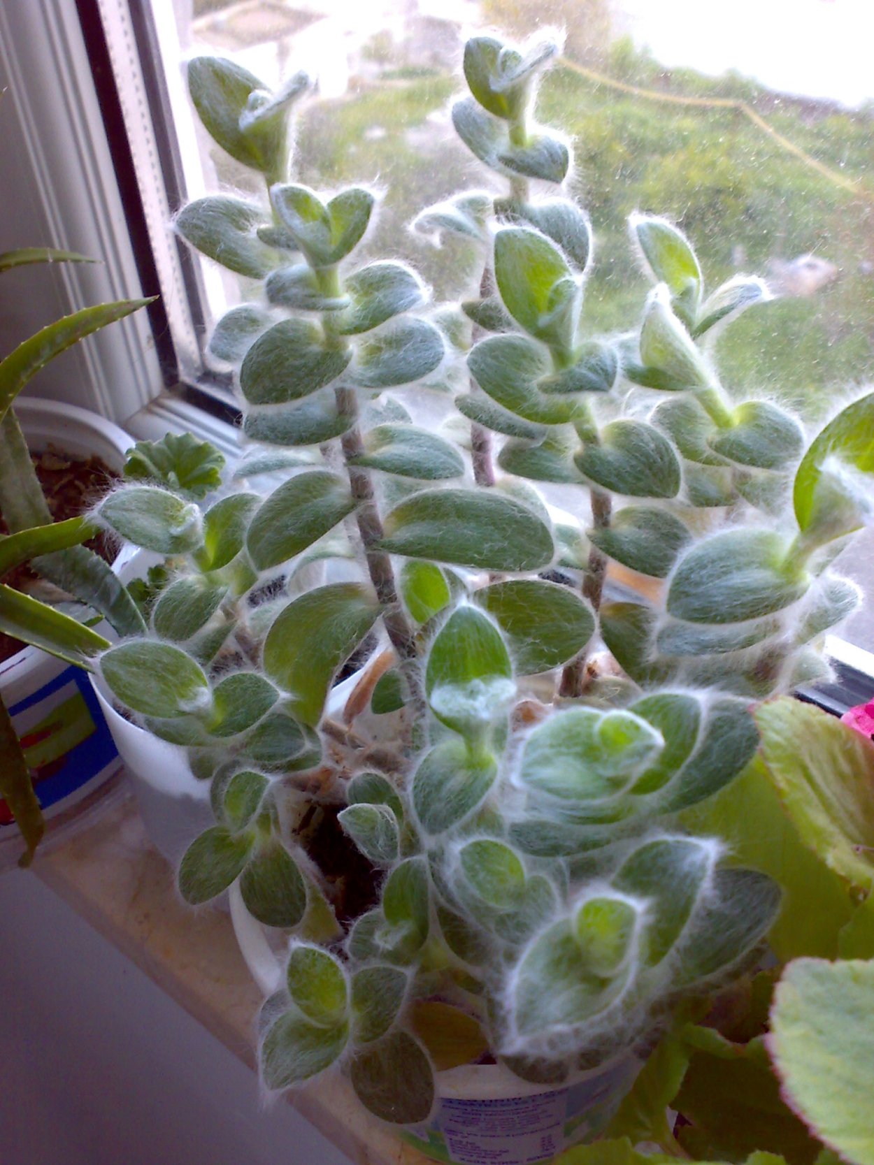 Традесканция "sillamontana variegata"