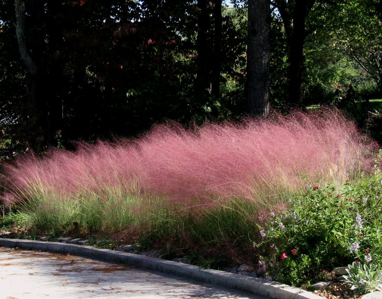 Розовая мухли Muhlenbergia capillaris