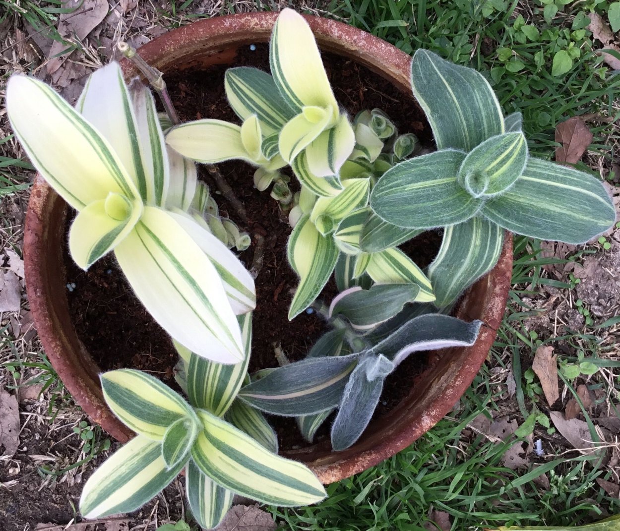 Традесканция Элеганс