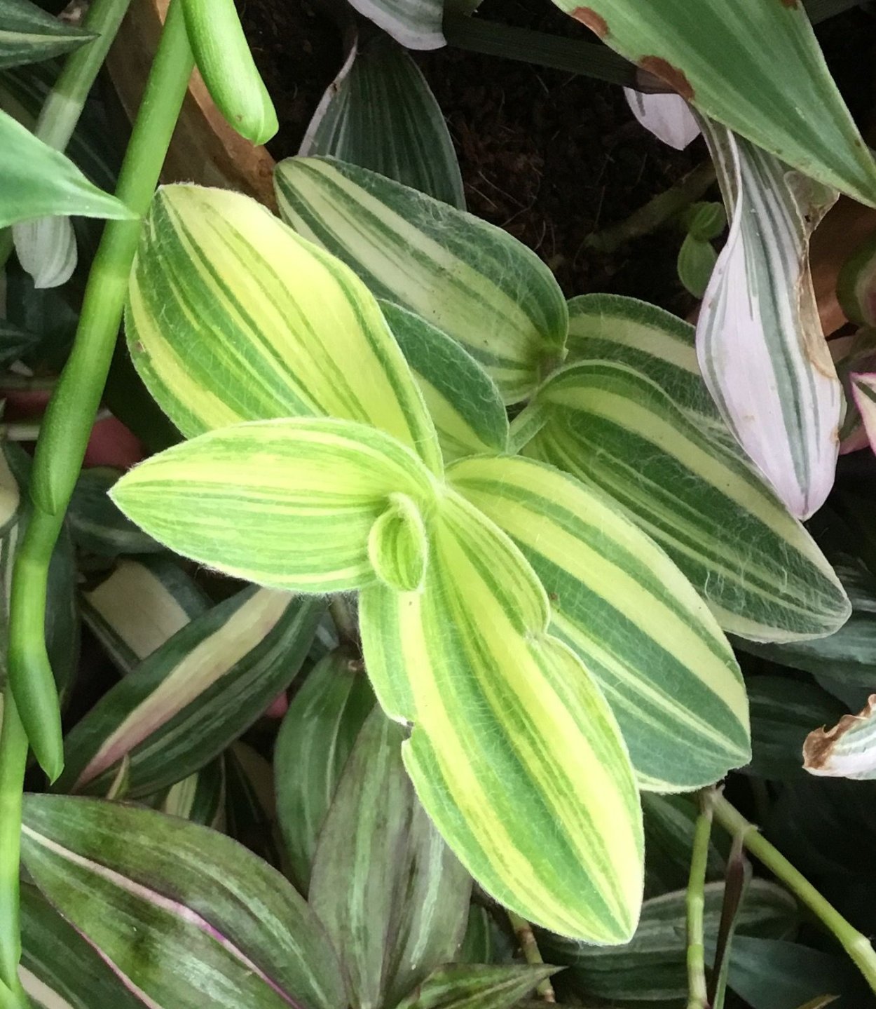 Традесканция "sillamontana f.variegata"