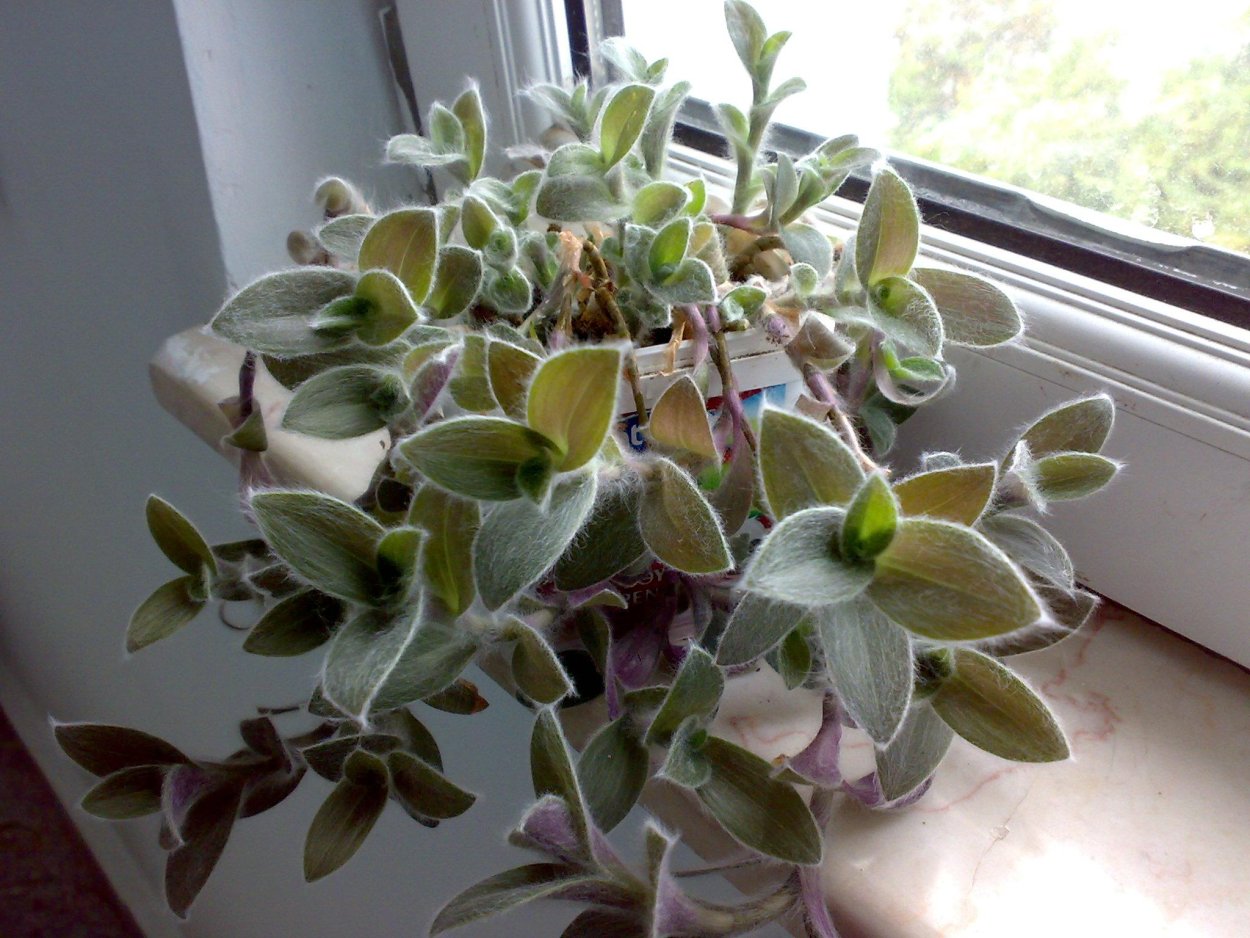 Традесканция вельвет Хилл