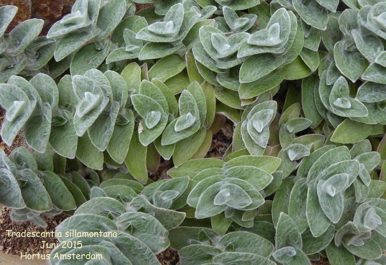 Традесканция силламонтана вельвет Хилл