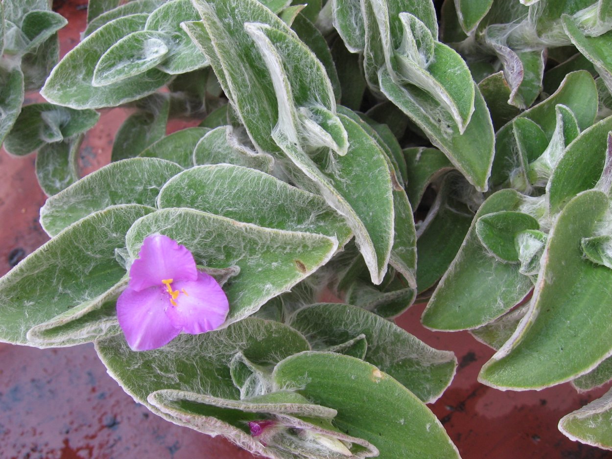 Традесканция Пурпл пассион