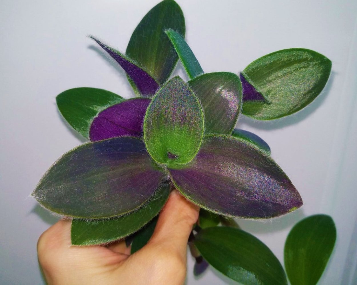 Традесканция Purple passion