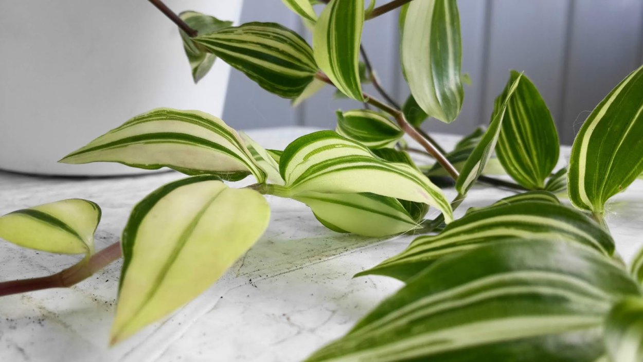 Традесканция силламонтана вельвет Хилл