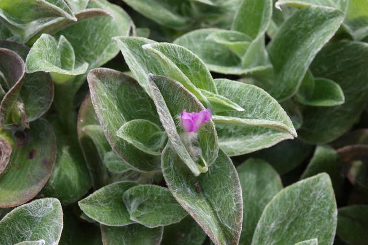 Силламонтана вариегатная цветение