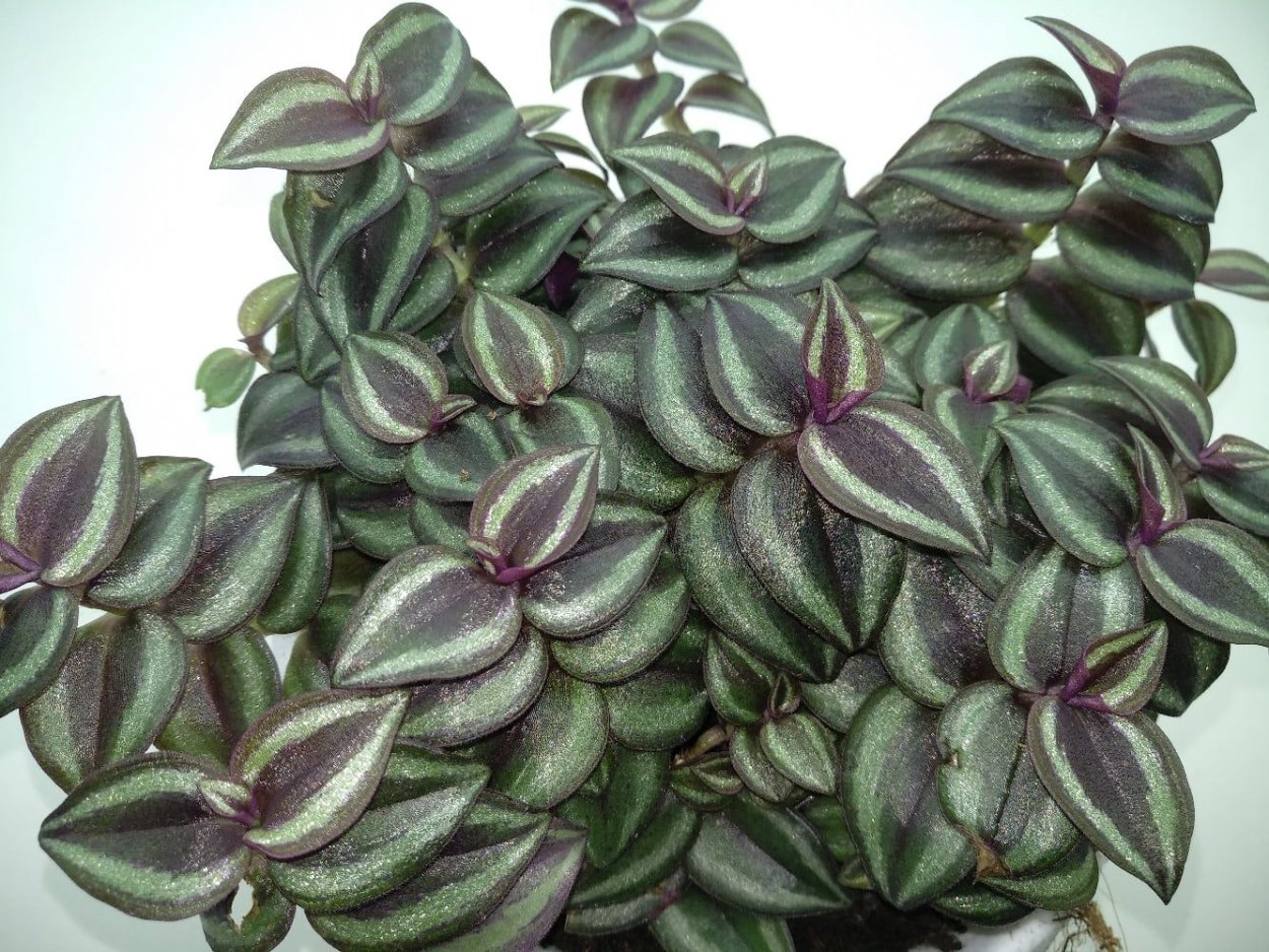 Традесканция суккулентная