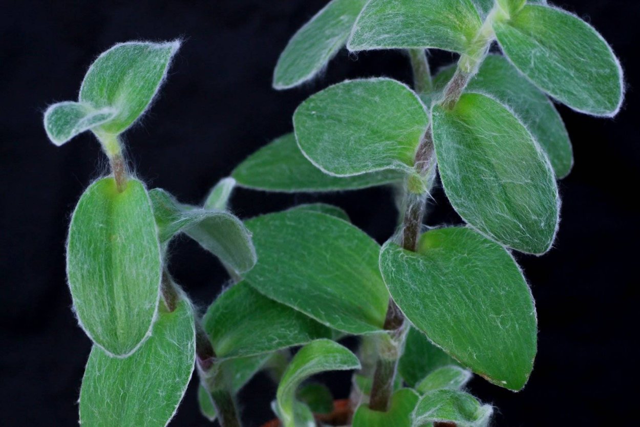 Традесканция "sillamontana f.variegata"